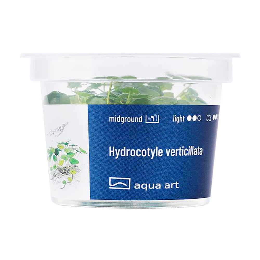 Hydrocotyle Verticillata In Vitro Kubek.jpg